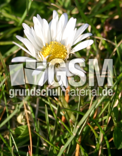 Gaensebluemchen-5.jpg